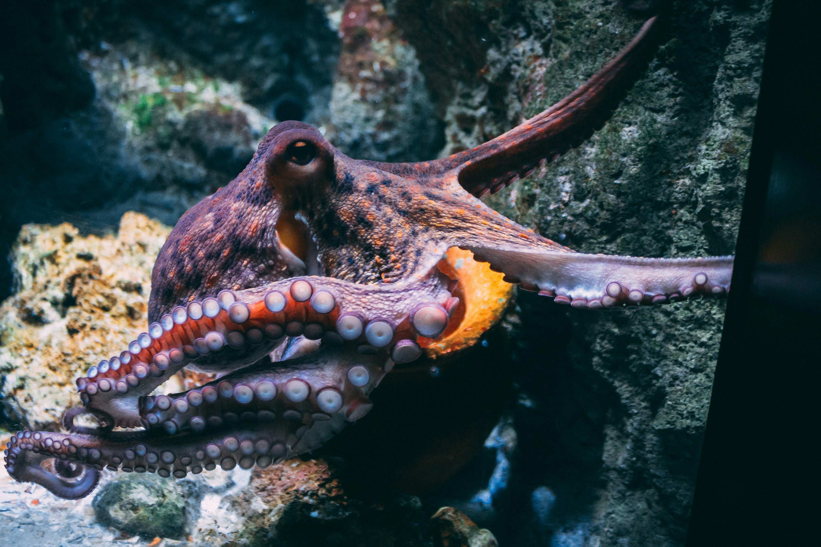 Octopus × Internet